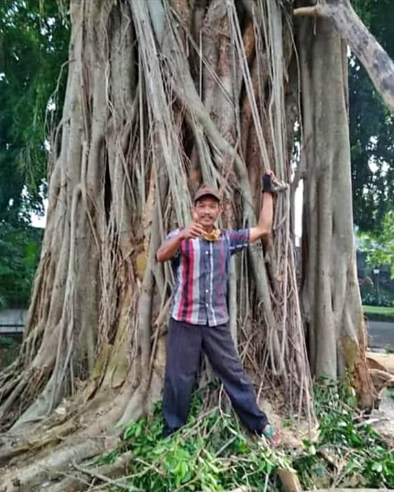 Penebangan Pohon Kelapa dekat Atap Kaca